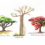 How to sketch trees